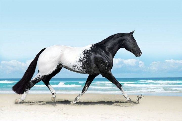 самые-красивые-породы-лошадеи-111.jpg
