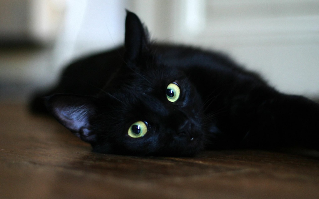 Черный кот.jpg